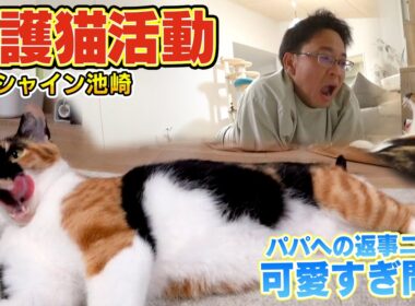 【サンシャイン池崎さん】保護猫ブルボンが完全に家猫のようになりました