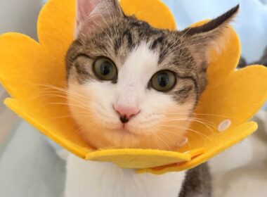 子猫の手術が無事に終わりました