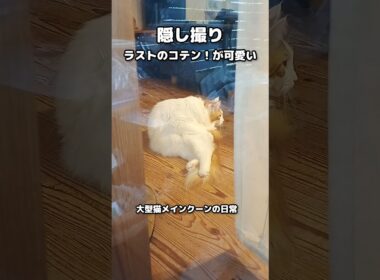 今日のセテさん #メインクーン #猫 #猫のいる暮らし #shorts #cat #mainecoon #catlover​  #catshorts​ #cute​ #cutecat​ #fyp​