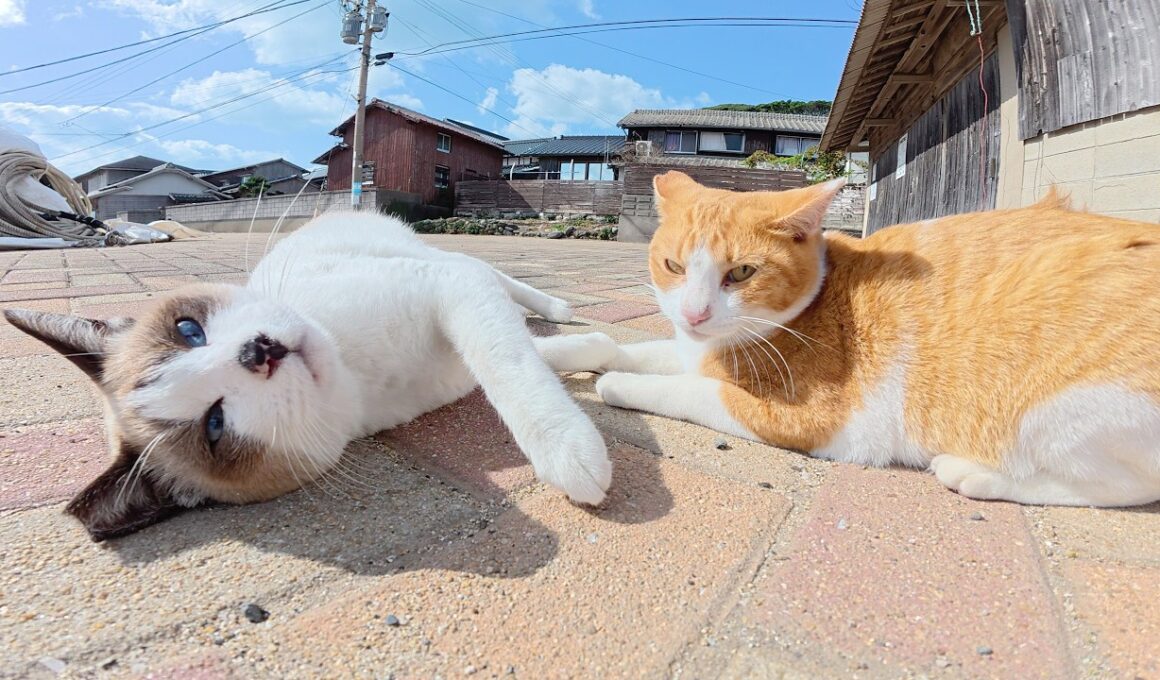 シャム猫と茶シロ猫がゴロンゴロンと転げ回って可愛いさ対決をする