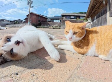 シャム猫と茶シロ猫がゴロンゴロンと転げ回って可愛いさ対決をする