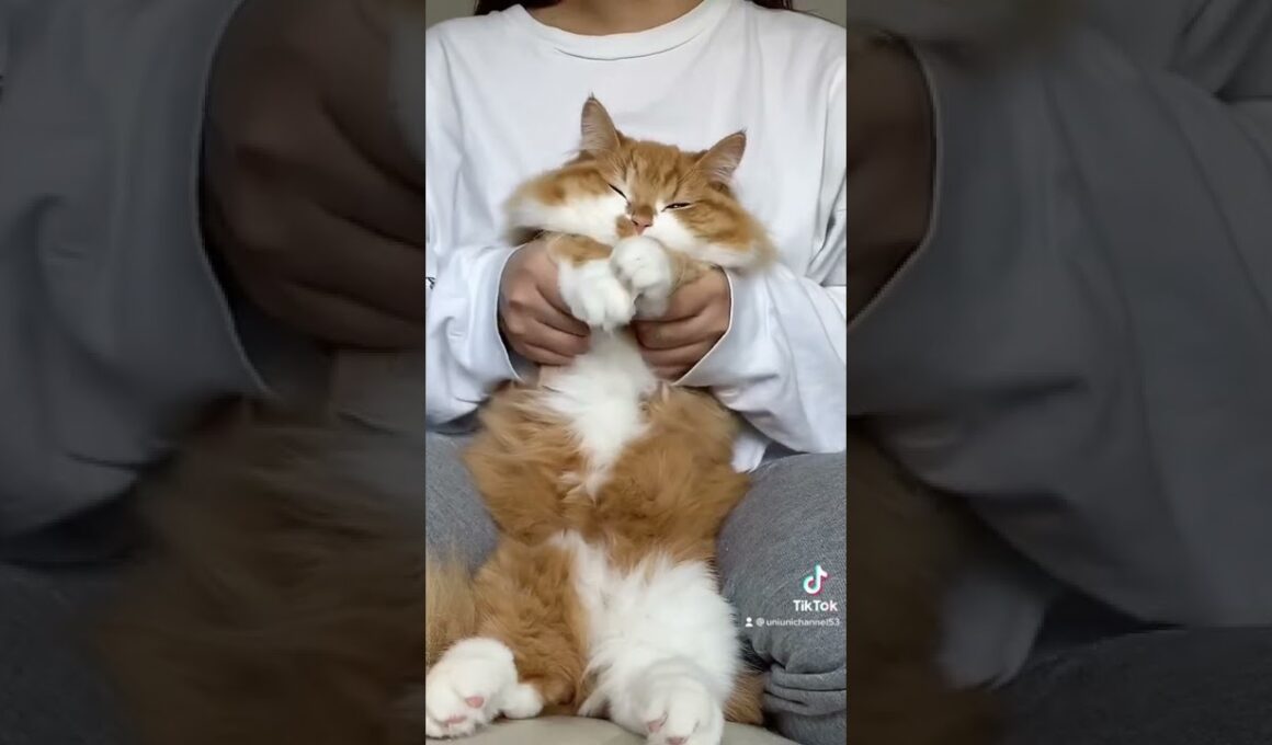 Tiktokでバズった動画です🥳#shorts#猫#マンチカン#pet#cat#munchkin#catlover#catlife#catlifestyle#youtube#youtuber