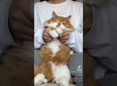 Tiktokでバズった動画です🥳#shorts#猫#マンチカン#pet#cat#munchkin#catlover#catlife#catlifestyle#youtube#youtuber