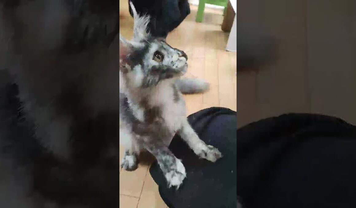 とても元気なキメラのメインクーンめいこちゃん