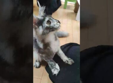 とても元気なキメラのメインクーンめいこちゃん