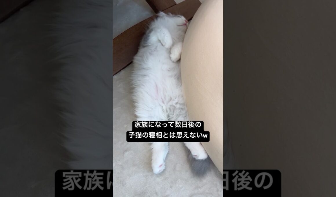 新入り子猫の寝相がほぼコレw #子猫 #子猫の成長日記 #kitten #kitty #寝相 #癒し