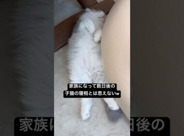 新入り子猫の寝相がほぼコレw #子猫 #子猫の成長日記 #kitten #kitty #寝相 #癒し