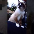 シャム猫さん#猫#ねこ#cat#シャム猫#Shorts