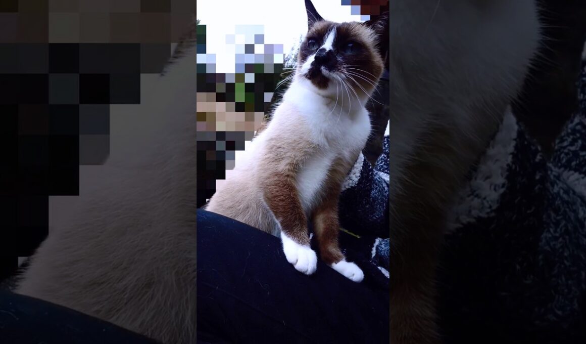 シャム猫さん#猫#ねこ#cat#シャム猫#Shorts