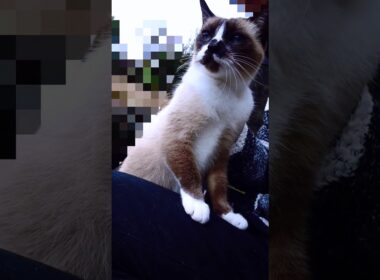 シャム猫さん#猫#ねこ#cat#シャム猫#Shorts