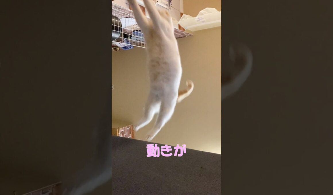 jump #cat #猫のいる暮らし #アメリカンカール