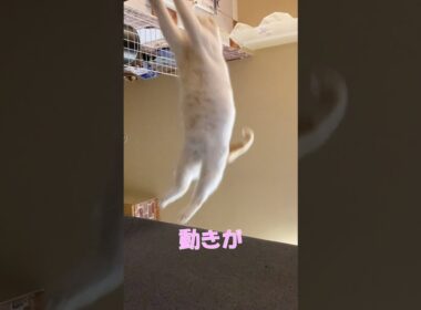 jump #cat #猫のいる暮らし #アメリカンカール