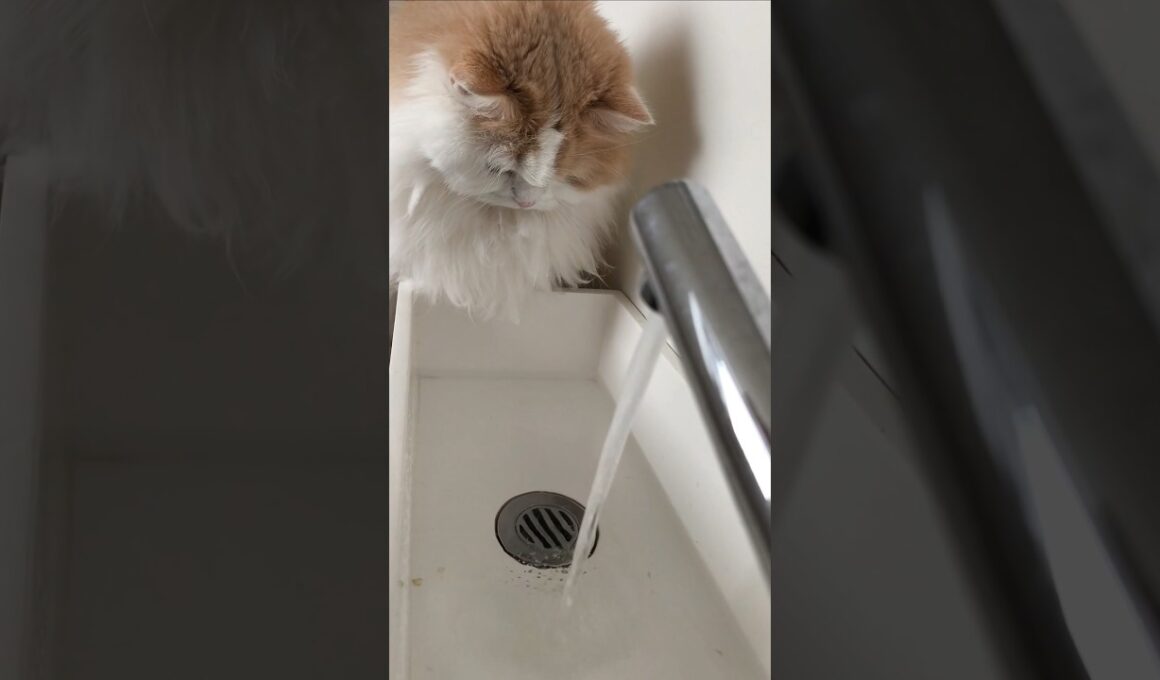 【猫のいる暮らし】#もふもふ#ペルシャ#スコティッシュフォールド #cat