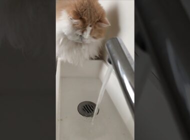 【猫のいる暮らし】#もふもふ#ペルシャ#スコティッシュフォールド #cat