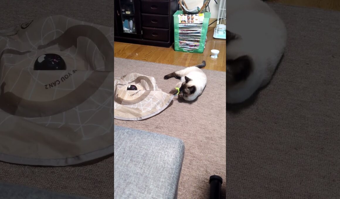 【火サス】シャム猫☆マロンちゃんの視線👁️‍🗨️👁️‍🗨️ #cat #catshorts #しゃむねこ #シャム猫 #保護猫 #ねこのいる生活 #ねこのいる暮らし