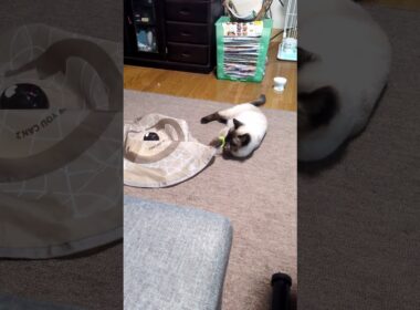 【火サス】シャム猫☆マロンちゃんの視線👁️‍🗨️👁️‍🗨️ #cat #catshorts #しゃむねこ #シャム猫 #保護猫 #ねこのいる生活 #ねこのいる暮らし