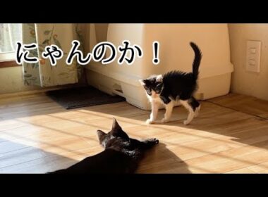 病気が回復して久しぶりに再会した子猫