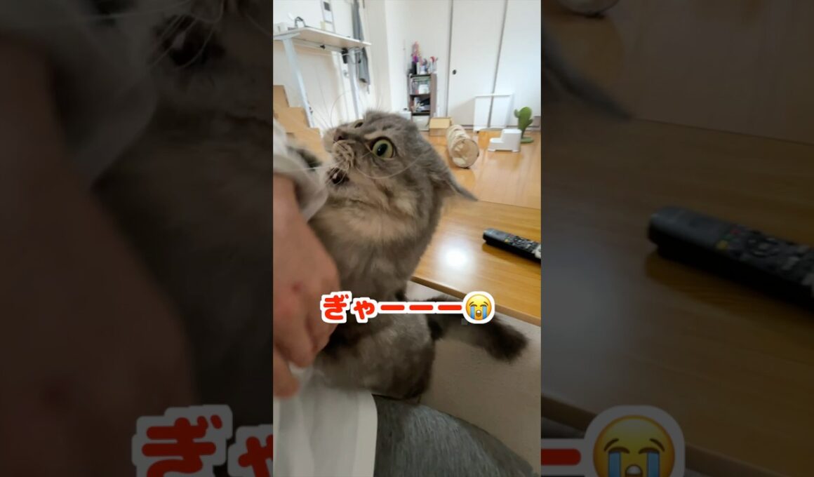 甘えん坊とストレス発散を同時に済ます猫w     #マンチカン