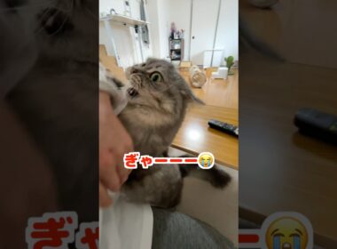甘えん坊とストレス発散を同時に済ます猫w     #マンチカン