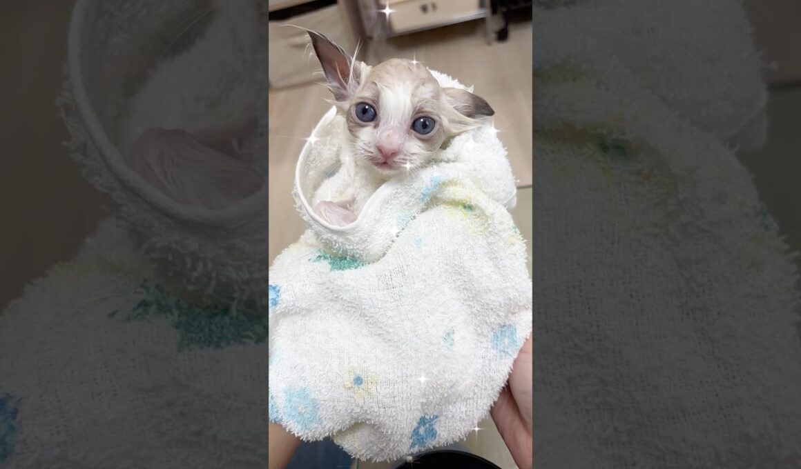 ラグドール子猫はじめてのシャンプー