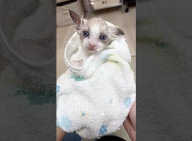 ラグドール子猫はじめてのシャンプー