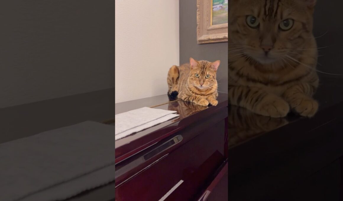 息子が弾いてる側でピアノ鑑賞ニャンズ🎹😸#癒し動画 #cat #piano #ピアノ #猫のいる暮らし #ocicat #bengalcat #ベートーヴェンピアノソナタ #月光 #ベンガル
