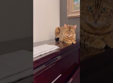 息子が弾いてる側でピアノ鑑賞ニャンズ🎹😸#癒し動画 #cat #piano #ピアノ #猫のいる暮らし #ocicat #bengalcat #ベートーヴェンピアノソナタ #月光 #ベンガル