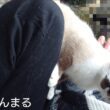 シャム猫さんの探索動画。フル。25.11.9