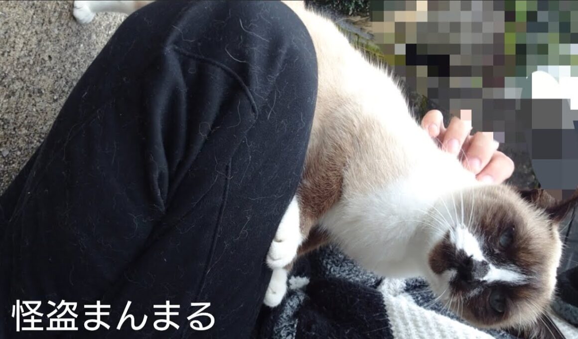 シャム猫さんの探索動画。フル。25.11.9