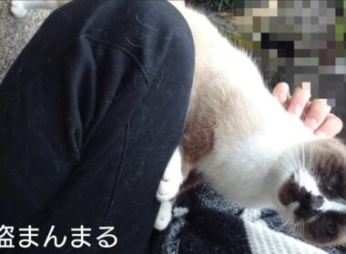 シャム猫さんの探索動画。フル。25.11.9