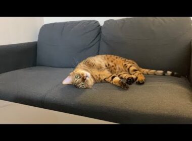 初めてのペットでベンガル猫を飼ってみた感想(ベンガルは人懐っこいの？)