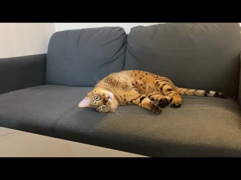 初めてのペットでベンガル猫を飼ってみた感想(ベンガルは人懐っこいの？)