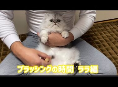ブラッシングの時間  ララ編✨【ペルシャ猫.Persian.チンチラゴールド.チンチラシルバー】