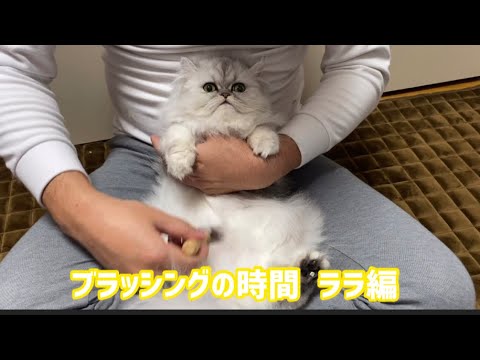 ブラッシングの時間  ララ編✨【ペルシャ猫.Persian.チンチラゴールド.チンチラシルバー】