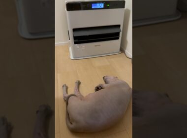 気持ちよさそうな猫スルタンww【スフィンクス】