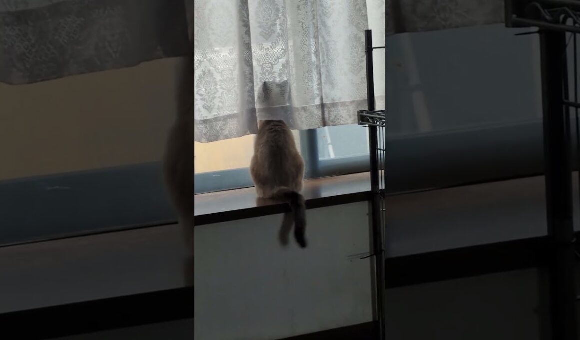 雨の日のシャム猫☆マロンちゃん☂️ #cat #catshorts #しゃむねこ #シャム猫 #保護猫 #ねこのいる生活 #ねこ#ねこのいる暮らし