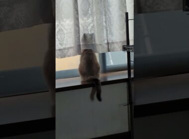 雨の日のシャム猫☆マロンちゃん☂️ #cat #catshorts #しゃむねこ #シャム猫 #保護猫 #ねこのいる生活 #ねこ#ねこのいる暮らし