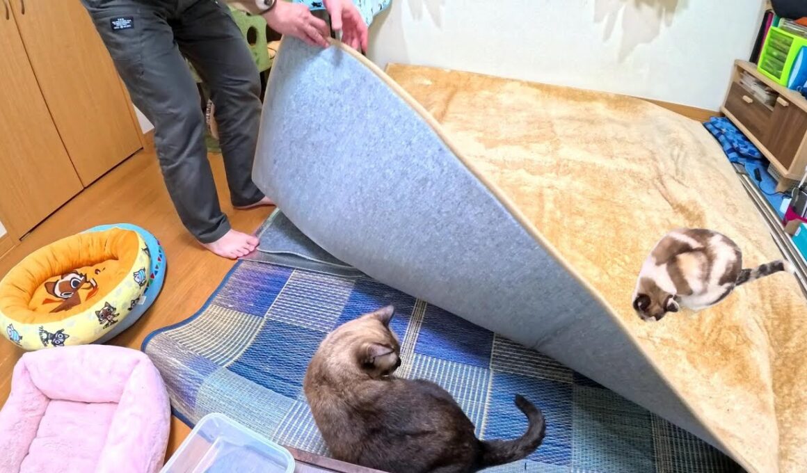 シャム猫あるある風景🐈️🐈‍⬛😙