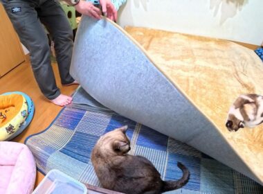 シャム猫あるある風景🐈️🐈‍⬛😙