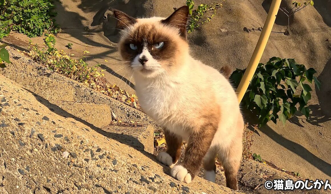 ずっと前を歩いて来るシャム子