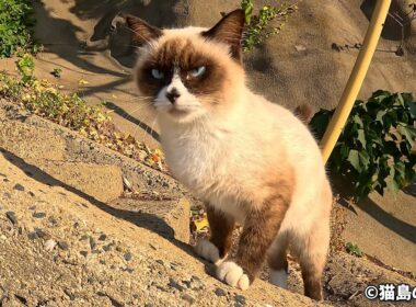 ずっと前を歩いて来るシャム子