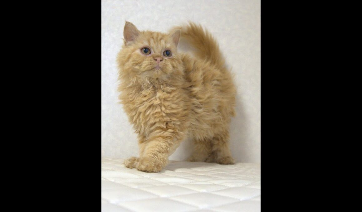 セルカークレックス子猫　Selkirk Rex　2025.5.28産まれ　レッドタビー　巻き毛　セミロング　男の子　シーダキャット猫のお店