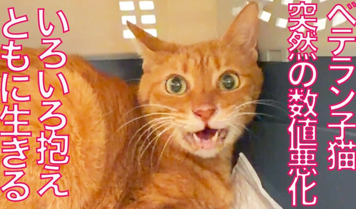 療養中のベテラン子猫、検査結果が急激に悪化するも…　Deterioration in my thied kitty's test results