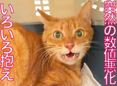 療養中のベテラン子猫、検査結果が急激に悪化するも…　Deterioration in my thied kitty's test results