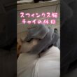 スフィンクス猫チャイのゆっくり過ごす時間#shorts#cat #猫 #lifewithcats #猫のいる暮らし #sphynx