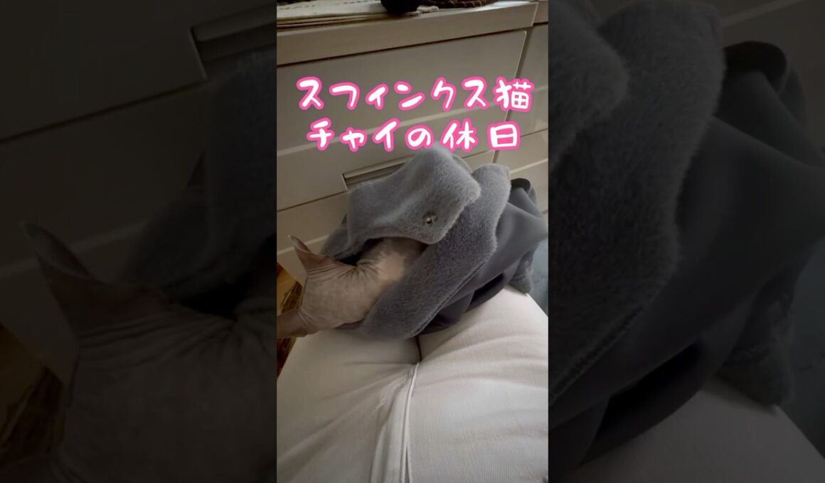 スフィンクス猫チャイのゆっくり過ごす時間#shorts#cat #猫 #lifewithcats #猫のいる暮らし #sphynx