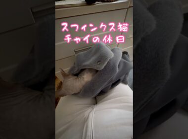 スフィンクス猫チャイのゆっくり過ごす時間#shorts#cat #猫 #lifewithcats #猫のいる暮らし #sphynx