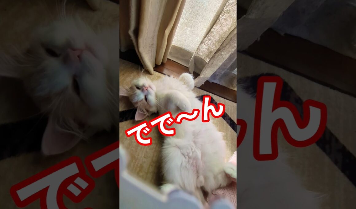 かわいい4ヶ月#猫 #スコティッシュフォールド #cat#shorts