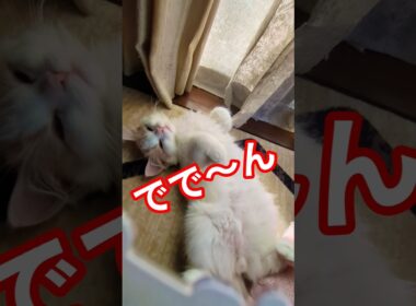 かわいい4ヶ月#猫 #スコティッシュフォールド #cat#shorts