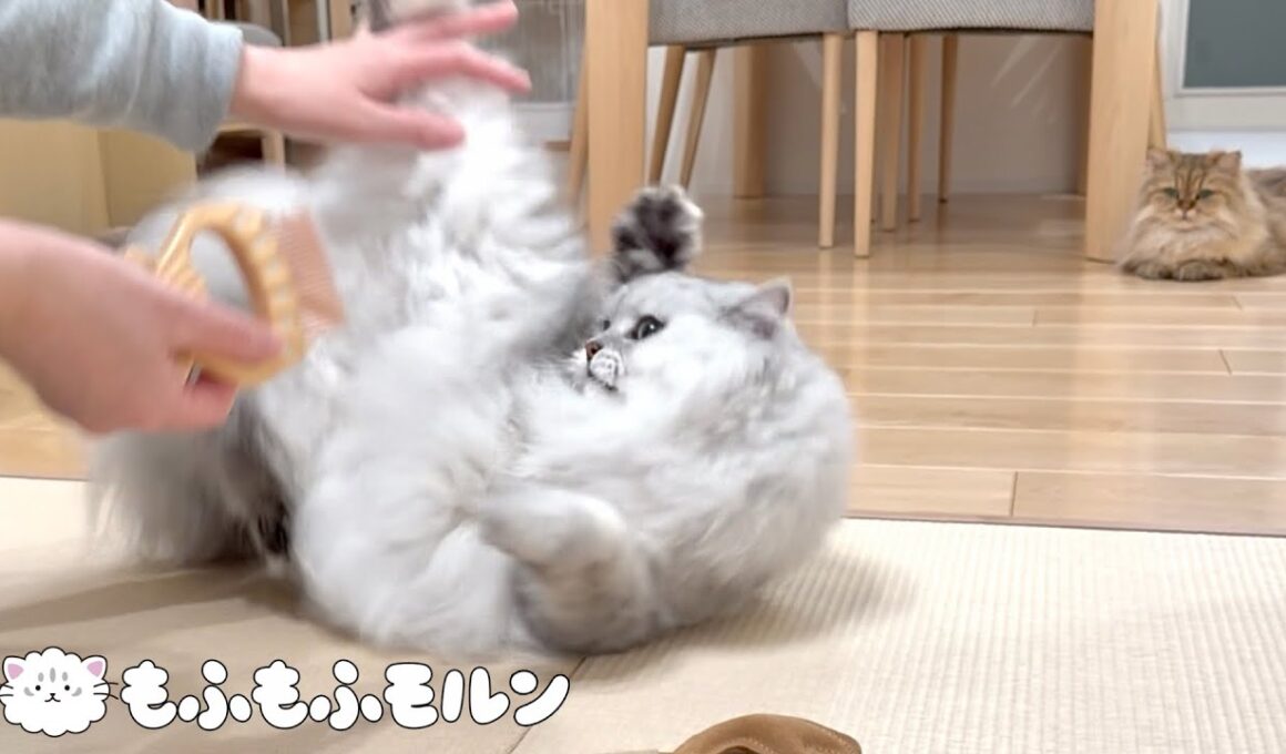 換毛期の猫といえばこれですね 【サイベリアン】